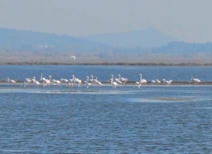 CZIP postaje član BirdLife International-a CZIP postaje član BirdLife International-a