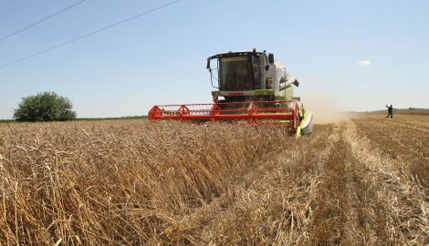 Monsanto odustao od izvoza GMO pšenice u Evropu Monsanto odustao od izvoza GMO pšenice u Evropu