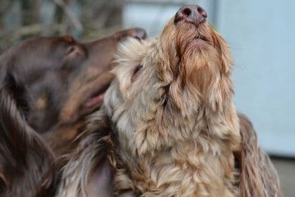 Uskoro ćemo razgovarati sa ljubimcima? Uskoro ćemo razgovarati sa ljubimcima?