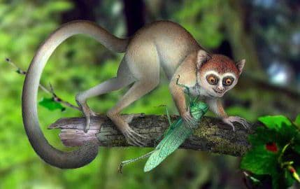 Otkriven najstariji fosil primata: Ključna karika u ljudskoj evoluciji Otkriven najstariji fosil primata: Ključna karika u ljudskoj evoluciji