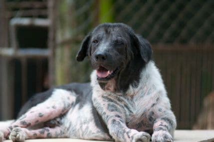 Iran zabranjuje šetanje pasa!? Iran zabranjuje šetanje pasa!?