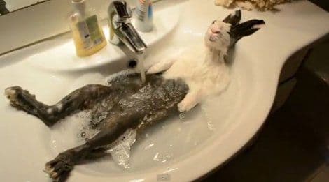 VIDEO: Pogledajte kako se zec opušta u lavabou VIDEO: Pogledajte kako se zec opušta u lavabou