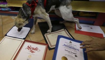 Odata počast psu koji je spasio dva djeteta na Filipinima Odata počast psu koji je spasio dva djeteta na Filipinima