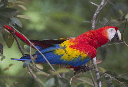 "Gangam stajl" osvojio i pernati svijet: Papagaji koji savršeno pjevaju...(VIDEO) "Gangam stajl" osvojio i pernati svijet: Papagaji koji savršeno pjevaju...(VIDEO)