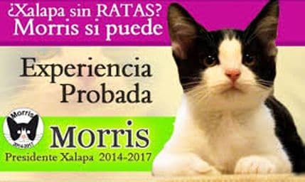 Mačak kandidat za gradonačelnika u meksičkom gradu Čalapa Mačak kandidat za gradonačelnika u meksičkom gradu Čalapa