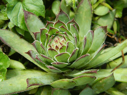 Čuvarkuća prirodan lijek za mnoga oboljenja  Čuvarkuća prirodan lijek za mnoga oboljenja