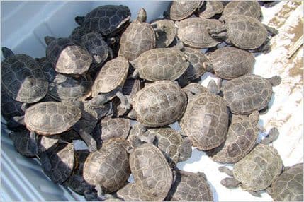 Njujorški aerodrom Kenedi brani se od najezde kornjača Njujorški aerodrom Kenedi brani se od najezde kornjača