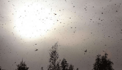 Srbija: Invazija ogromnih skakavaca u okolini Bora i Kopaonika Srbija: Invazija ogromnih skakavaca u okolini Bora i Kopaonika