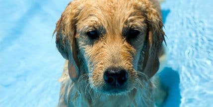 Kako sačuvati zravlje ljubimca tokom ljeta Kako sačuvati zravlje ljubimca tokom ljeta