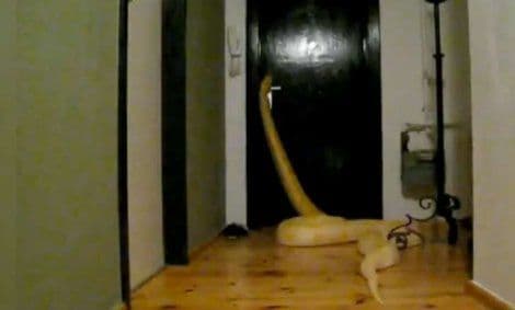 VIDEO: Ogromna zmija sama otvara vrata! VIDEO: Ogromna zmija sama otvara vrata!