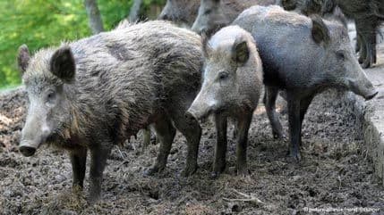 Radioaktivni veprovi lutaju Švajcarskom Radioaktivni veprovi lutaju Švajcarskom