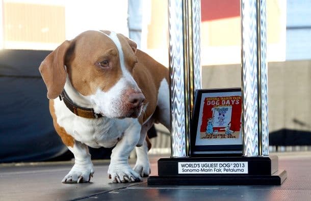 VIDEO: Dodijeljena titula Najružniji pas na svijetu za 2013. VIDEO: Dodijeljena titula Najružniji pas na svijetu za 2013.