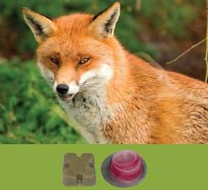 Počela kampanja oralne vakcinacije lisica protiv bjesnila Počela kampanja oralne vakcinacije lisica protiv bjesnila