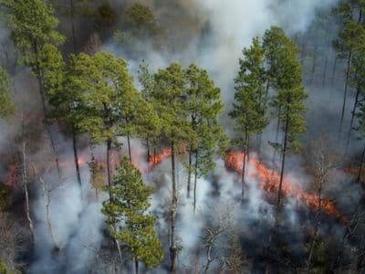 PKCG: Troškovi sanacije šumskih požara 1,6 miliona eura PKCG: Troškovi sanacije šumskih požara 1,6 miliona eura