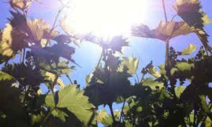 Sjutra pretežno sunčano, do 29 stepeni Sjutra pretežno sunčano, do 29 stepeni