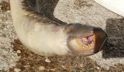 "Neman" iz Neretve: Ulovio paklaru, jednu od najrjeđih riba na svijetu "Neman" iz Neretve: Ulovio paklaru, jednu od najrjeđih riba na svijetu