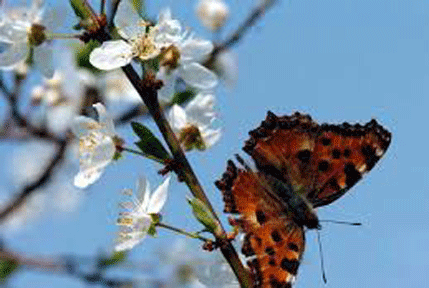 Sunčano i toplo, do 32 stepena Sunčano i toplo, do 32 stepena