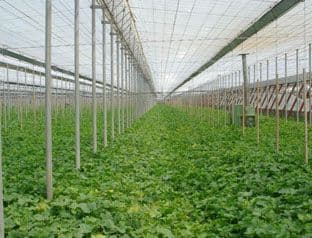 Ministarstvo poljoprivrede refundiraće registrovanim farmerima do 50 odsto troškova godišnje polise osiguranja Ministarstvo poljoprivrede refundiraće registrovanim farmerima do 50 odsto troškova godišnje polise osiguranja