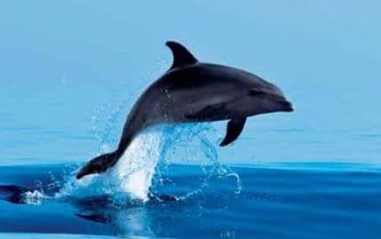 Dobri delfini plivaju Bokokotorskim zalivom Dobri delfini plivaju Bokokotorskim zalivom