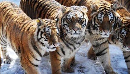 Indonezija: Proveli tri dana na drvetu bježeći od tigrova Indonezija: Proveli tri dana na drvetu bježeći od tigrova