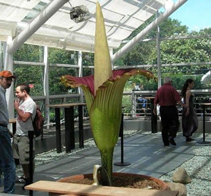 Procvjetao najsmrdljiviji cvijet na svijetu! Procvjetao najsmrdljiviji cvijet na svijetu!