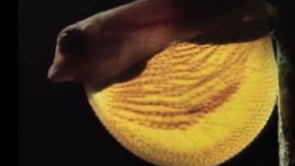 U Meksiku pronađen fosil guštera star 23 miliona godina U Meksiku pronađen fosil guštera star 23 miliona godina