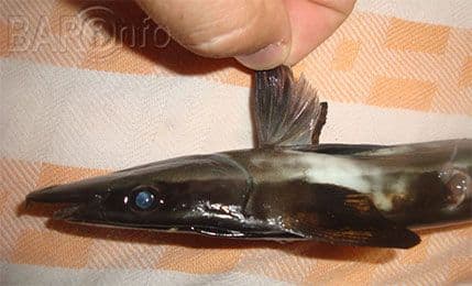 U Baru ulovljena čudna riba U Baru ulovljena čudna riba