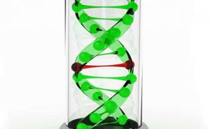 Revolucija u medicini: Miševi sa ljudskim hromozomima Revolucija u medicini: Miševi sa ljudskim hromozomima