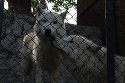 Vuk odgrizao prst djetetu u beogradskom zoo vrtu Vuk odgrizao prst djetetu u beogradskom zoo vrtu