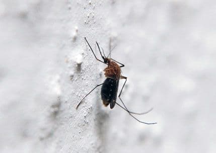 Što sve privlači komarce? Što sve privlači komarce?