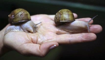 Da li biste probali japansku metodu podmlađivanja? Da li biste probali japansku metodu podmlađivanja?