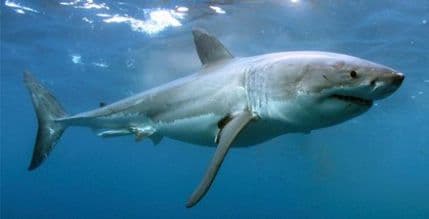 Ajkula ubila tinejdžerku koja je plivala na pet metara od plaže Ajkula ubila tinejdžerku koja je plivala na pet metara od plaže