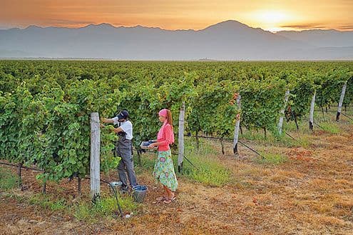 Početak berbe stonog grožđa u vinogradima Plantaža Početak berbe stonog grožđa u vinogradima Plantaža