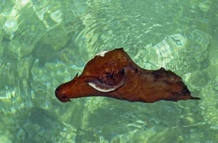 Kupače na splitskoj plaži šokirala morska krava Kupače na splitskoj plaži šokirala morska krava