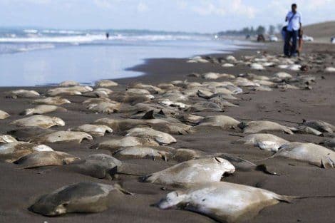 Misteriozna smrt više od 250 raža na meksičkoj plaži Misteriozna smrt više od 250 raža na meksičkoj plaži
