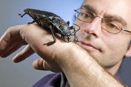 Upoznajte titana, najvećeg insekta na svijetu Upoznajte titana, najvećeg insekta na svijetu