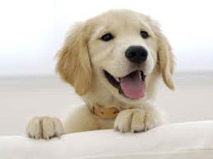 Psi ipak razlikuju boje Psi ipak razlikuju boje