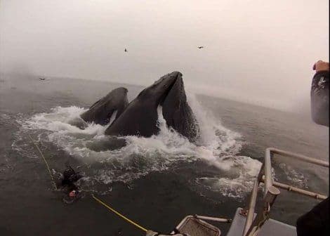 Pogledajte: Ronioce zamalo progutala dva grbava kita Pogledajte: Ronioce zamalo progutala dva grbava kita