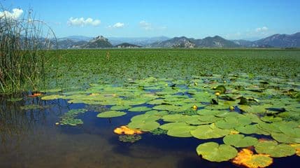 Veća posjeta NP Skadarsko jezero Veća posjeta NP Skadarsko jezero