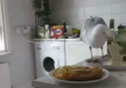 VIDEO: Halapljivi galeb krade ručak iz kuhinje VIDEO: Halapljivi galeb krade ručak iz kuhinje