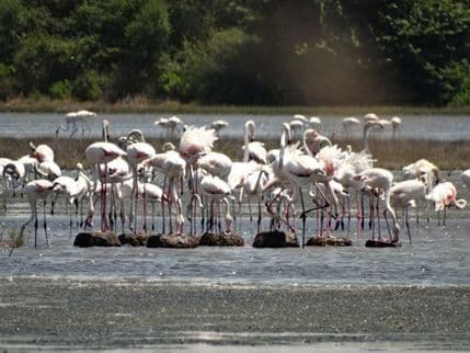 CZIP: Ništa od gniježđenja flamingosa, otjerani su sa Solane CZIP: Ništa od gniježđenja flamingosa, otjerani su sa Solane