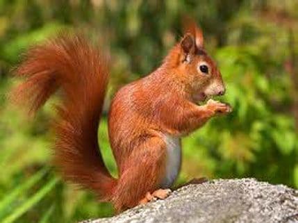 Vjeverica zaražena kugom izazvala masovnu evakuaciju Vjeverica zaražena kugom izazvala masovnu evakuaciju