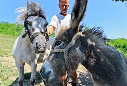 Farma magaraca u BiH: Litar magarećeg mlijeka 50, a kilogram sira 1.000 eura Farma magaraca u BiH: Litar magarećeg mlijeka 50, a kilogram sira 1.000 eura