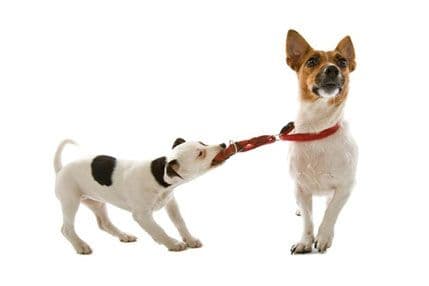 Kako preživjeti pseći pubertet Kako preživjeti pseći pubertet