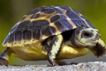 Platila kaznu od 400 eura, šetala kornjaču dok su svi ostali bili u karantinu Platila kaznu od 400 eura, šetala kornjaču dok su svi ostali bili u karantinu