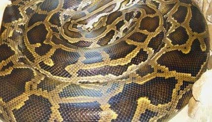 Piton udavio dvojicu dječaka u Kanadi Piton udavio dvojicu dječaka u Kanadi