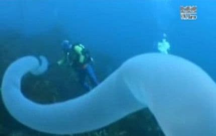 Zadivljujući svijetleći „morski jednorog“ (VIDEO) Zadivljujući svijetleći „morski jednorog“ (VIDEO)