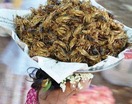 Ishrana budućnosti: Skakavci umjesto ćevapa Ishrana budućnosti: Skakavci umjesto ćevapa