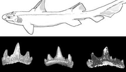 Nađeni fosili praistorijske ajkule sa „đavoljim rogovima“ Nađeni fosili praistorijske ajkule sa „đavoljim rogovima“