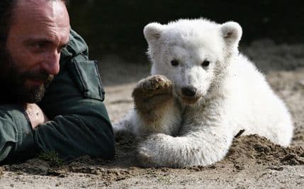 VIDEO: Kako je Knut učio da hoda VIDEO: Kako je Knut učio da hoda